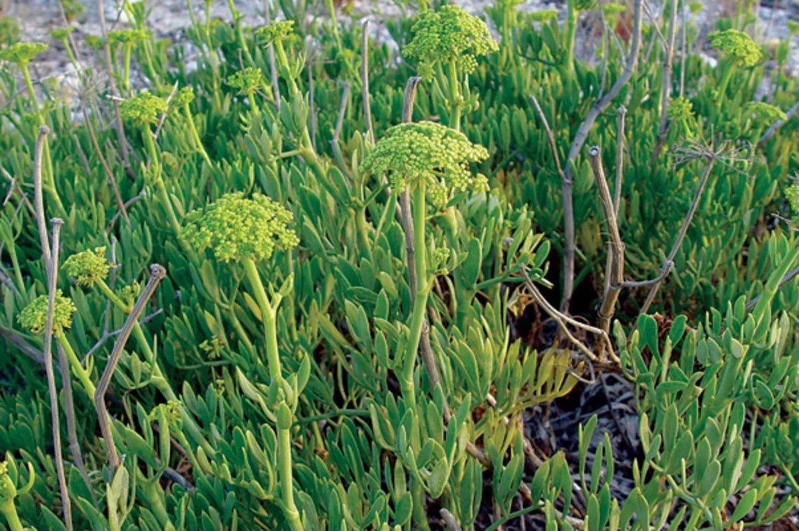 Το βότανο που δυναμώνει το ανοσοποιητικό και είναι γεμάτο βιταμίνη C
